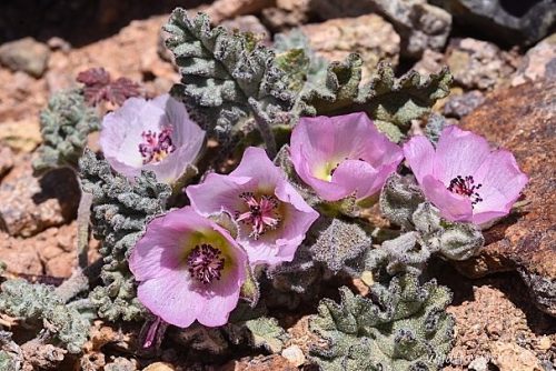 Sphaeralcea philippiana