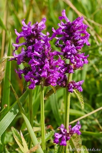Stachys officinalis