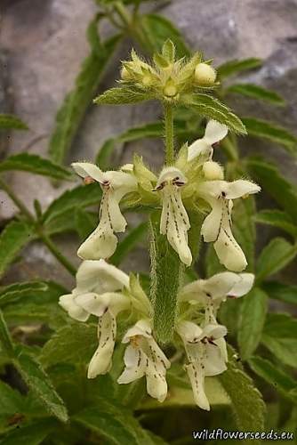 Stachys recta subsp. grandiflora