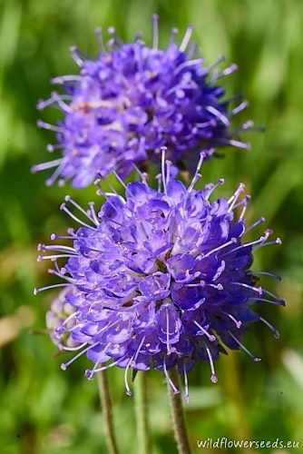 Succisa pratensis