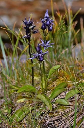 Swertia perennis