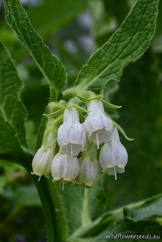 Symphytum bohemicum