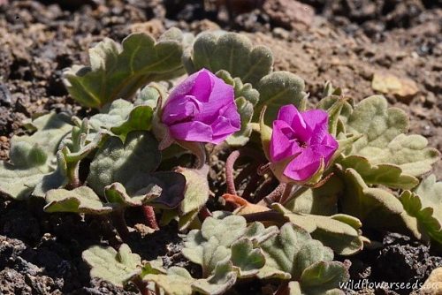 Tarasa humilis
