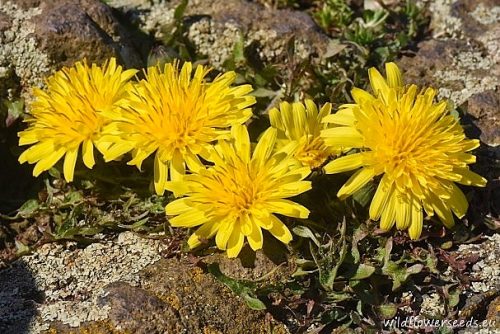 Taraxacum cristatum