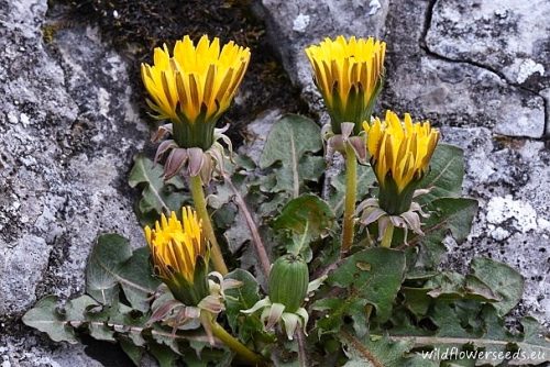 Taraxacum erythrocarpum
