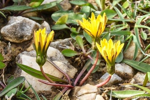 Taraxacum tenuifolium