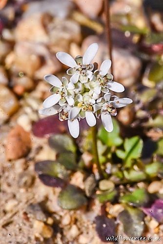 Teesdalia nudicaulis