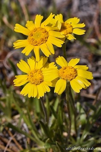 Tetraneuris acaulis