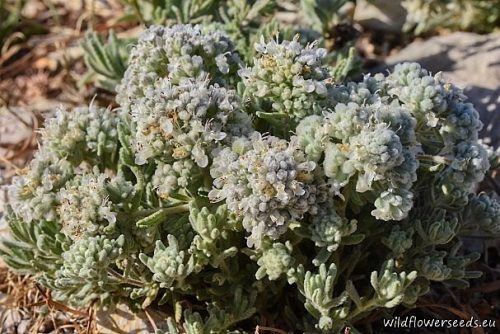 Teucrium capitatum