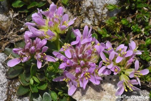Thlaspi bellidifolium