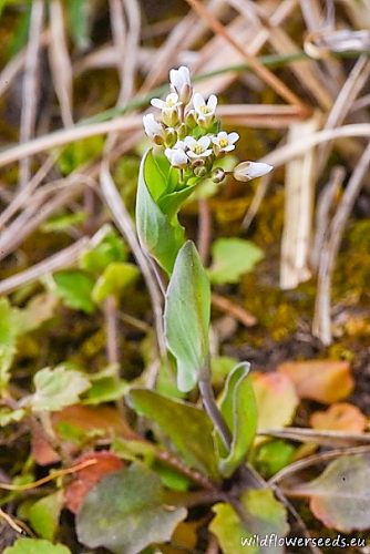 Thlaspi perfoliatum