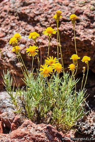 Thymophylla pentachaeta