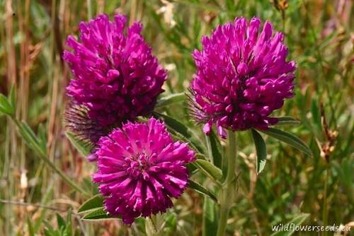 Trifolium alpestre