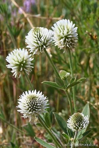 Trifolium montanum