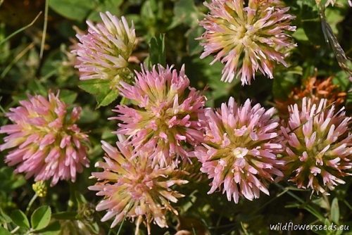Trifolium physodes