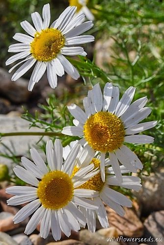 Tripleurospermum inodorum