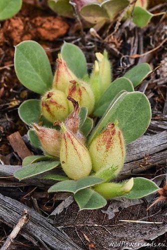 Tripodion tetraphyllum