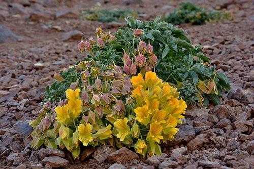 Tropaeolum polyphyllum