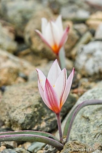 Tulipa cretica