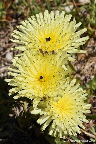 Urospermum dalechampii