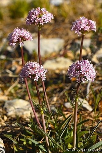 Valeriana tuberosa