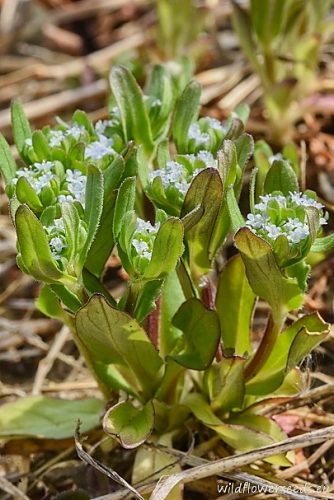 Valerianella locusta