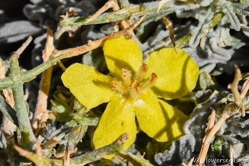 Verbascum spinosum