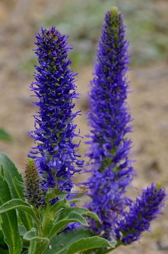 Veronica porphyriana