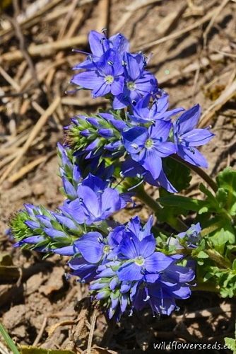 Veronica teucrium