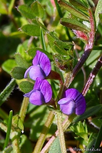 Vicia lathyroides