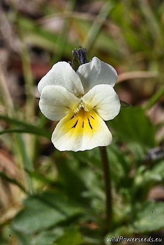 Viola arvensis