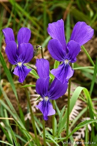 Viola merxmuelleri