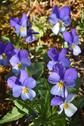 Viola tricolor subsp. tricolor (blue form)
